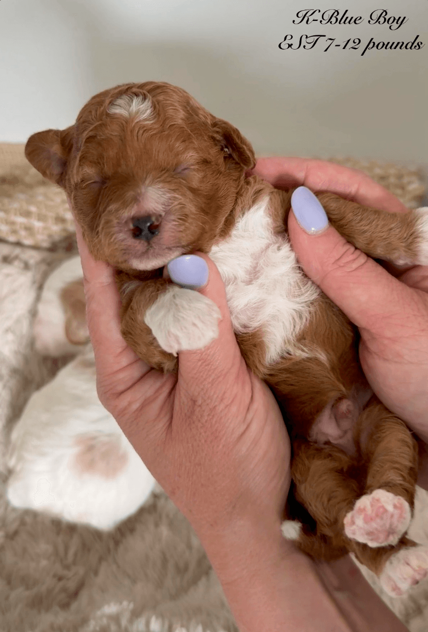 Goldendoodle puppy for sale — K-BLUE BOY, Texas Goldendoodle Lovers