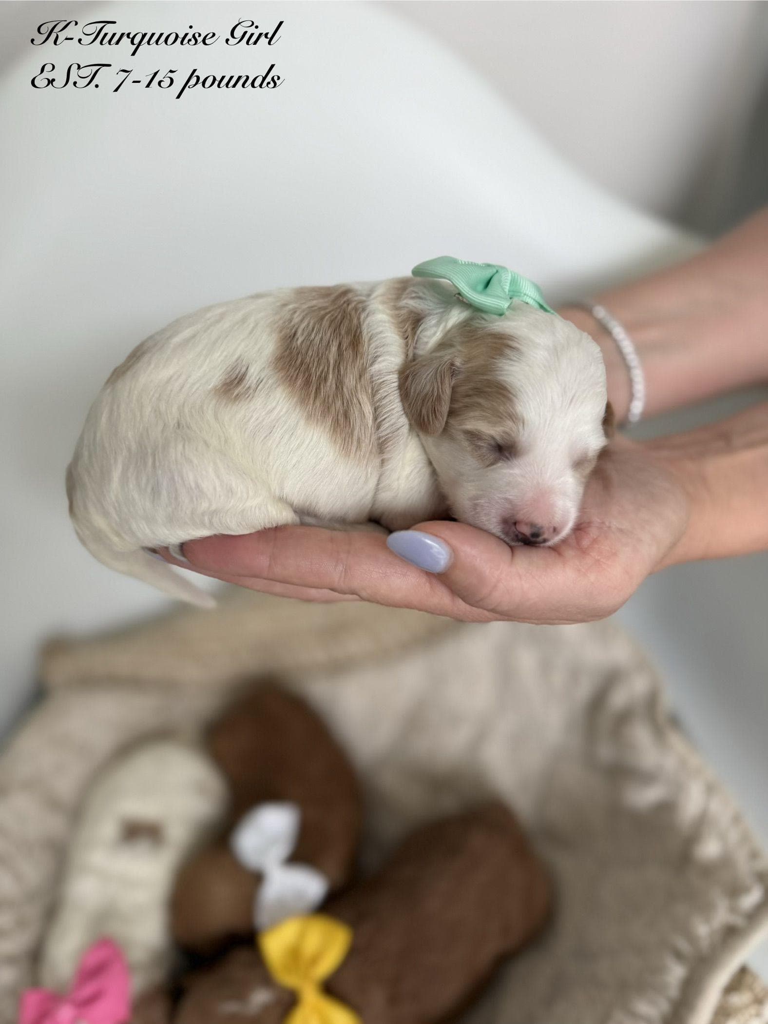 Goldendoodle puppy for sale — K-TURQUOISE GIRL, Texas Goldendoodle Lovers