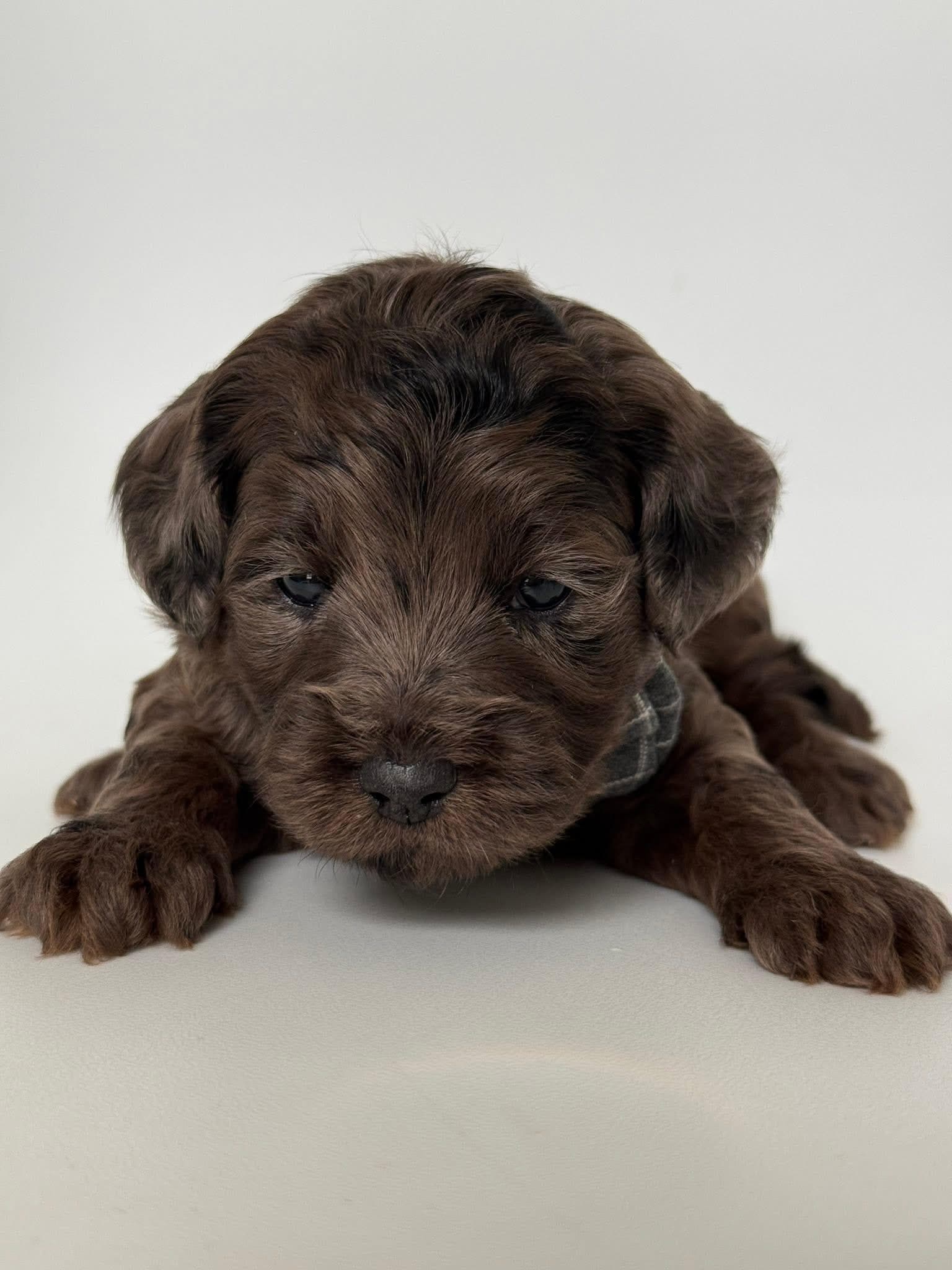 Goldendoodle puppy for sale — E-Merle Boy, Texas Goldendoodle Lovers