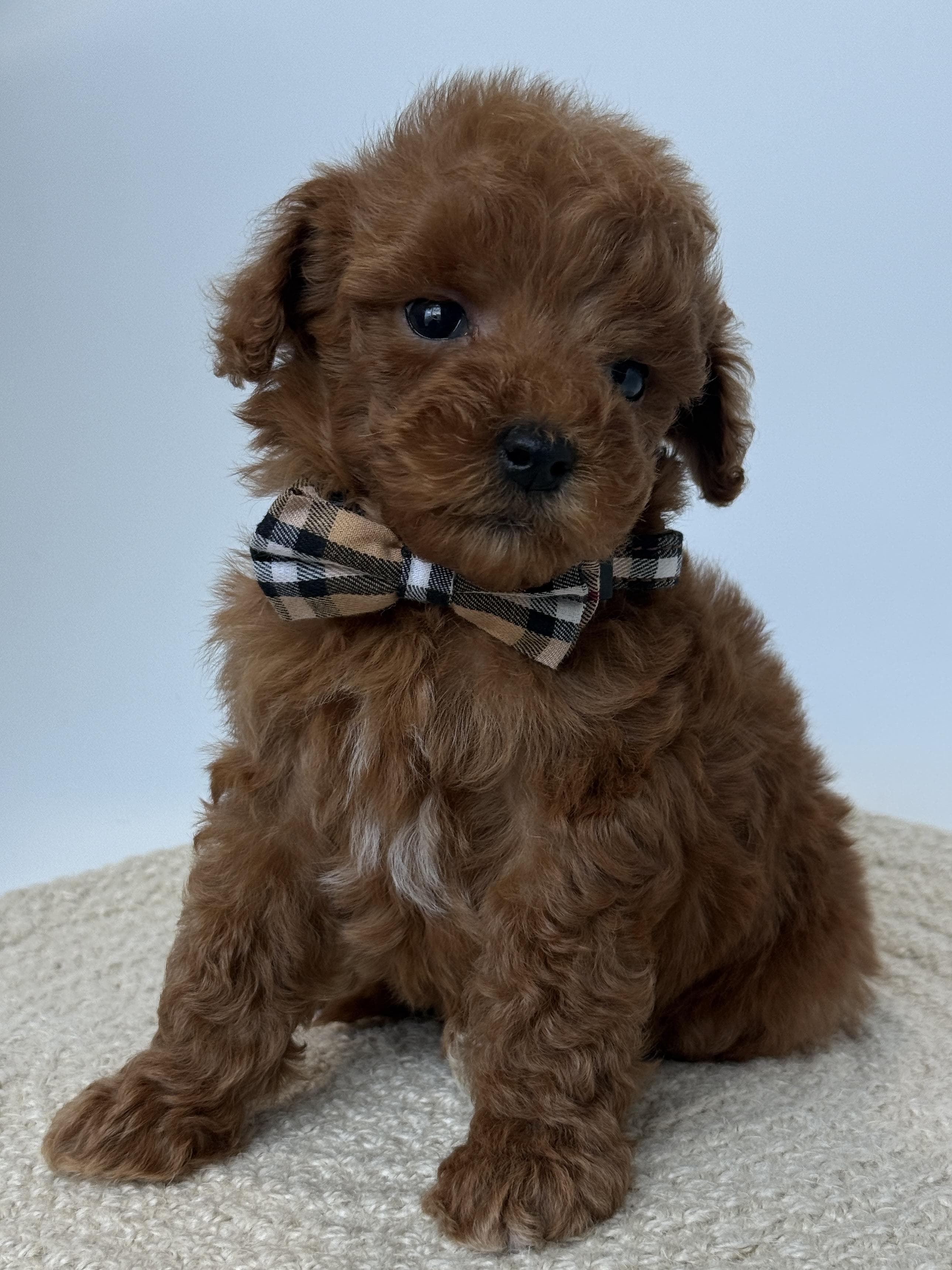 Goldendoodle puppy for sale — D - Blue Boy, Texas Goldendoodle Lovers
