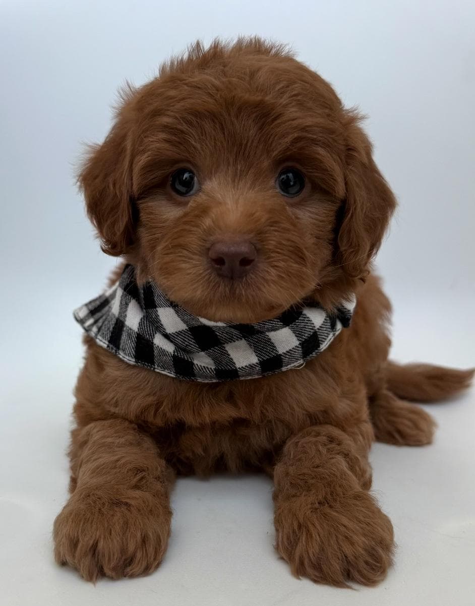Goldendoodle puppy for sale — E-Red Boy, Texas Goldendoodle Lovers